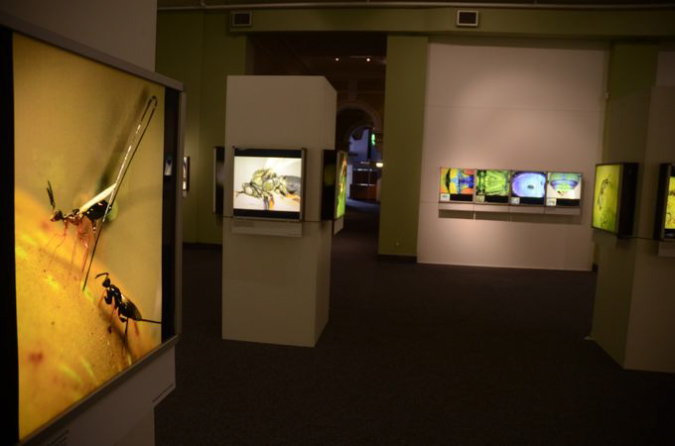 Wasp_exhibition__DSC3443